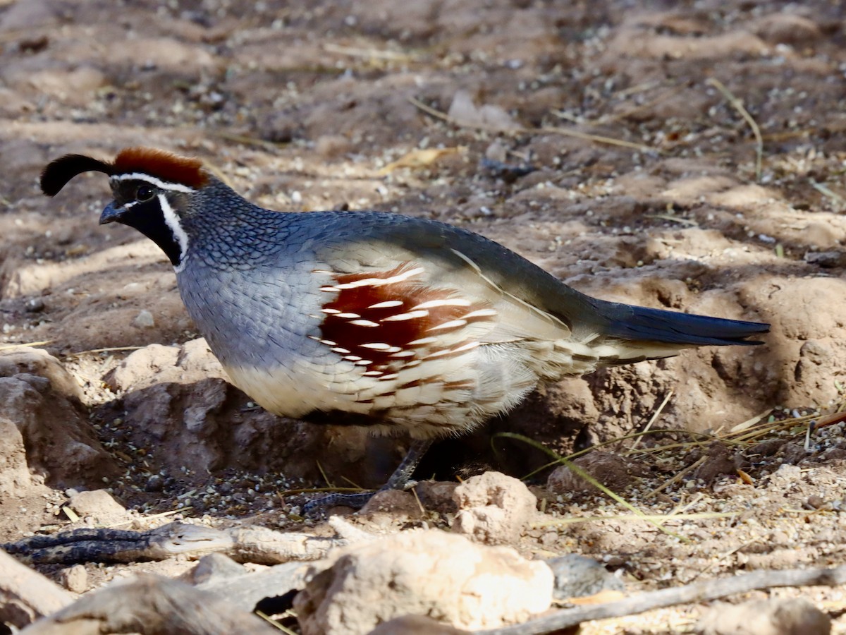 Gambel's Quail - ML627486983