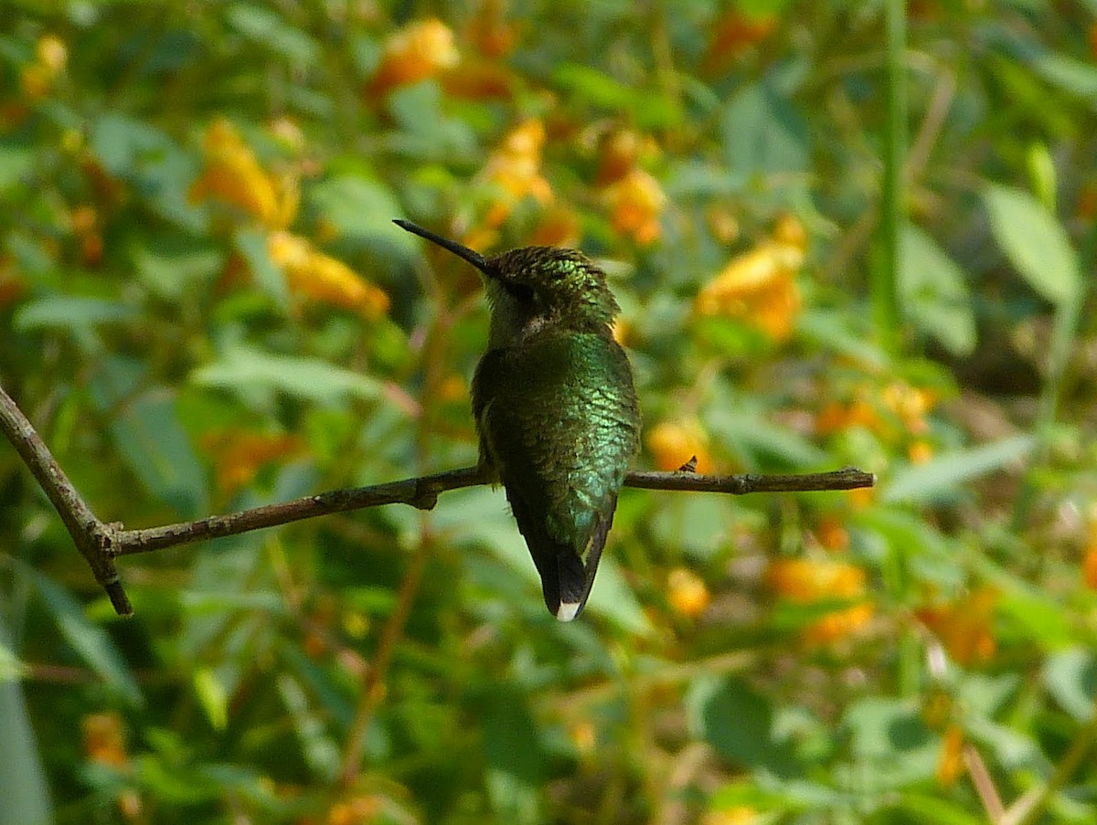 Yakut Boğazlı Kolibri - ML627487006