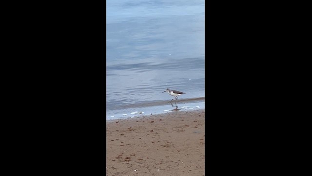 Kuliska zuria - ML627487040