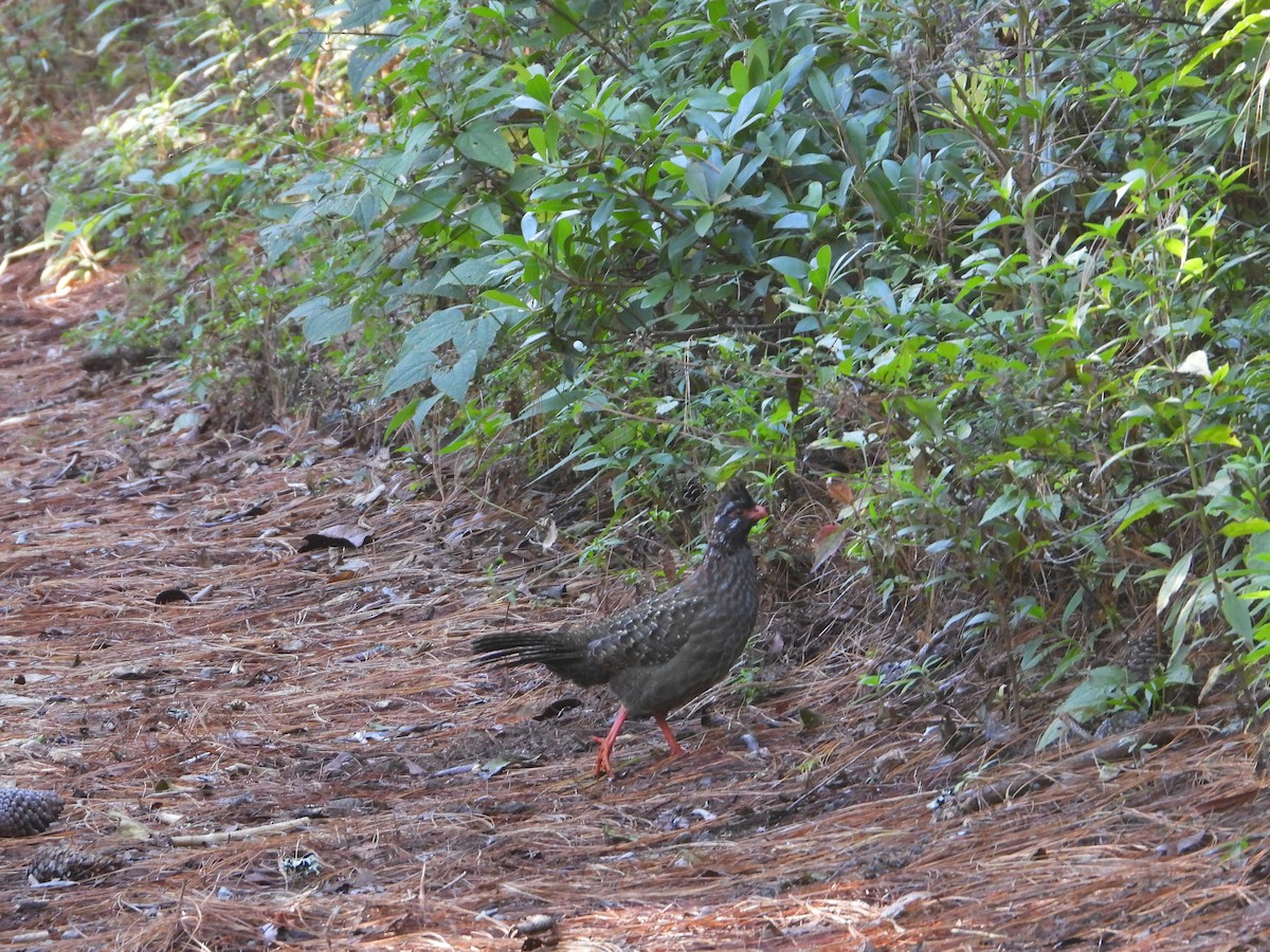 Long-tailed Wood-Partridge - ML627487050