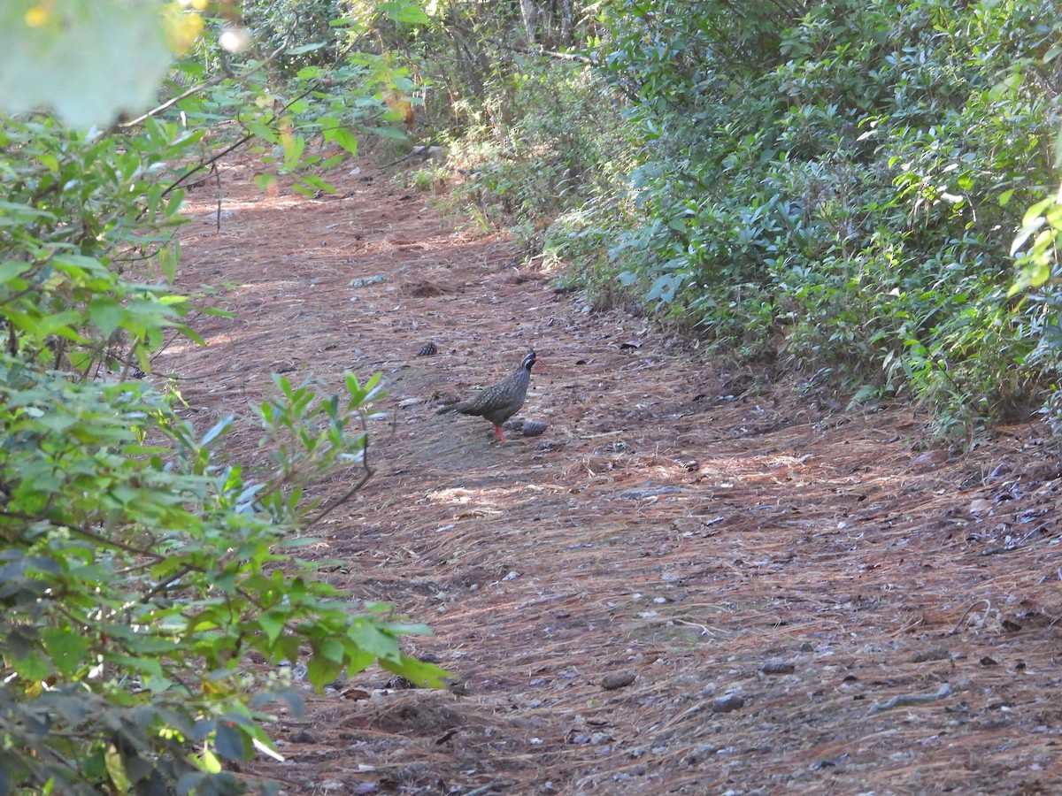 Long-tailed Wood-Partridge - ML627487051