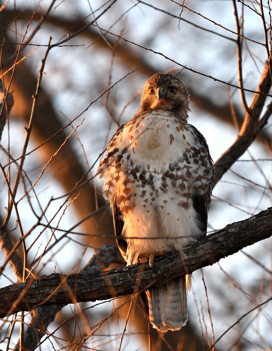 Red-tailed Hawk - ML627487107