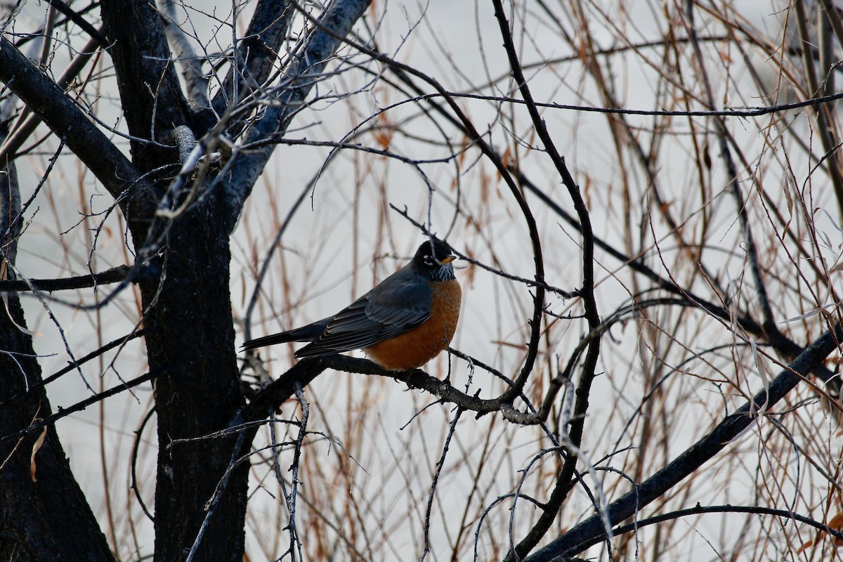 American Robin - ML627487296
