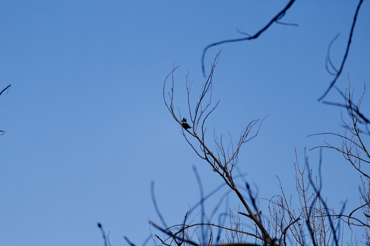 Belted Kingfisher - ML627487347