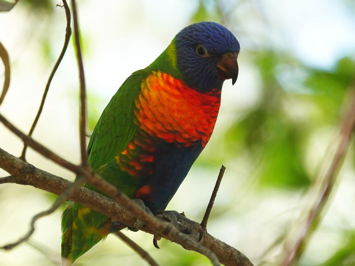 Rainbow Lorikeet - ML627487370