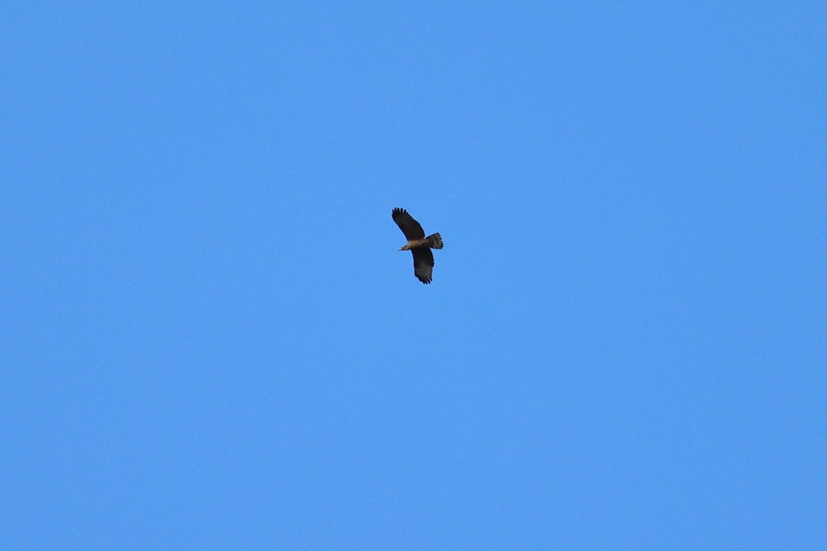 Tepeli Arı Şahini (ruficollis/philippensis) - ML627487376