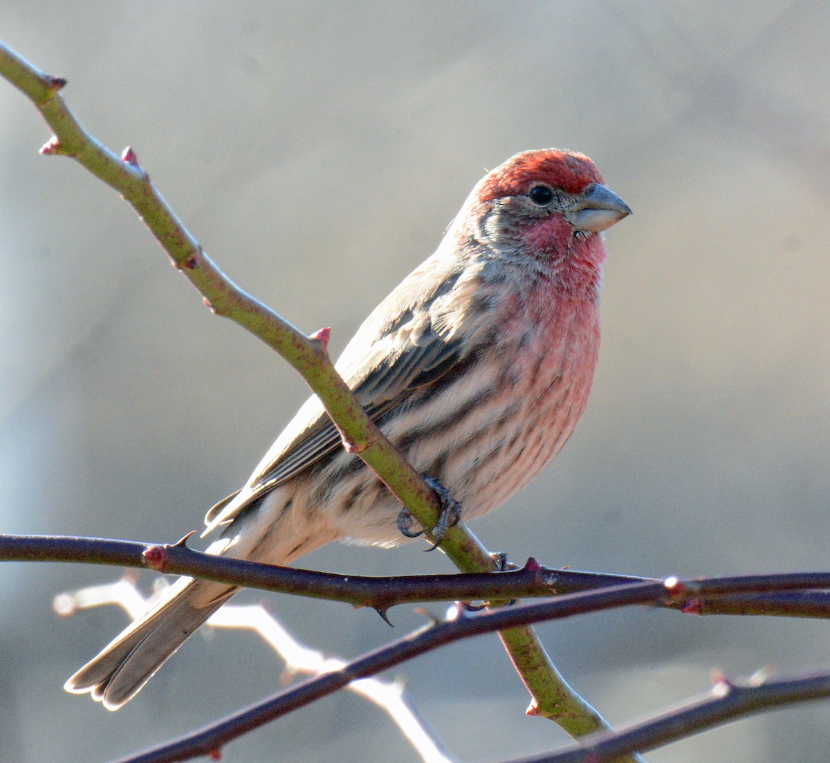 House Finch - ML627487507