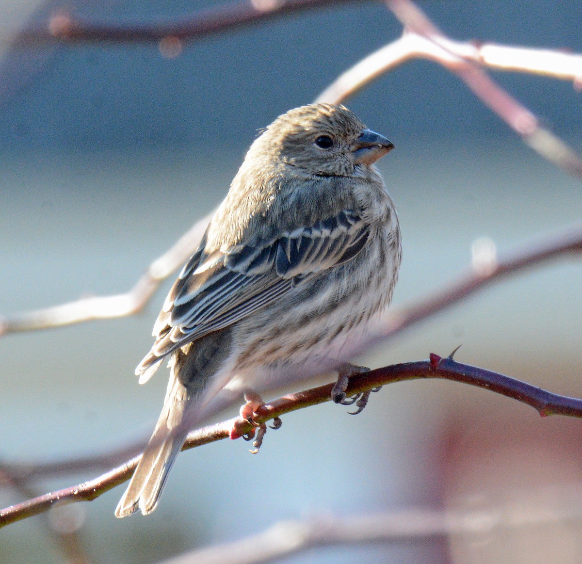 House Finch - ML627487508