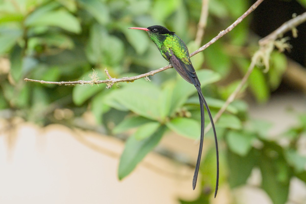 Red-billed Streamertail - ML627487577