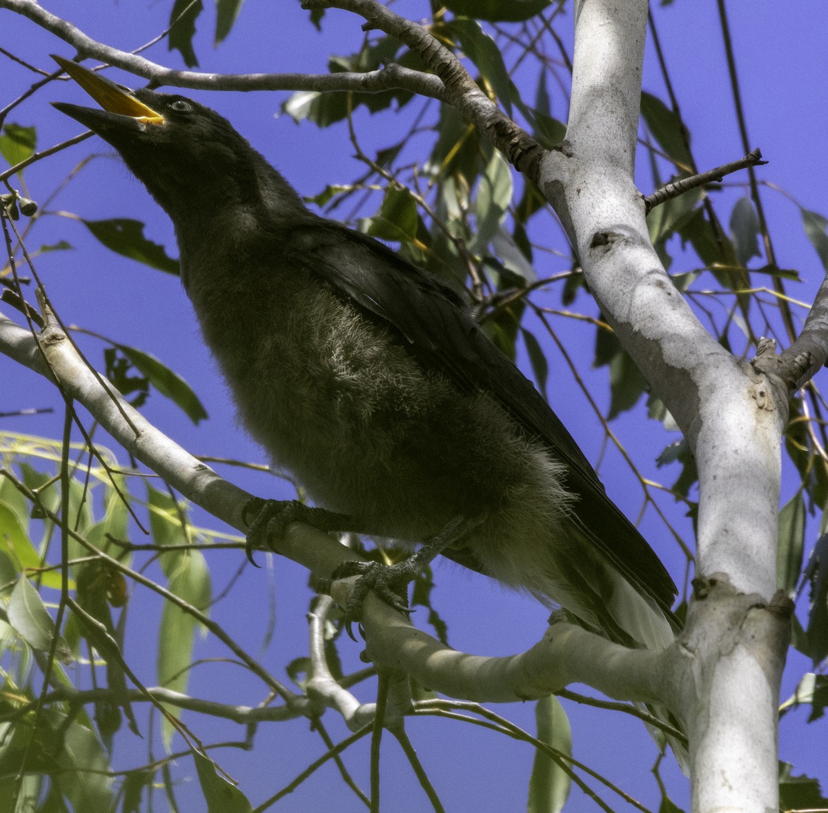 Gray Currawong (Clinking) - ML627487602