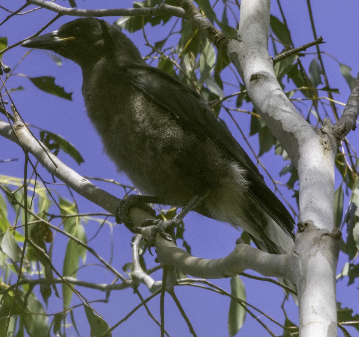 Gray Currawong (Clinking) - ML627487603