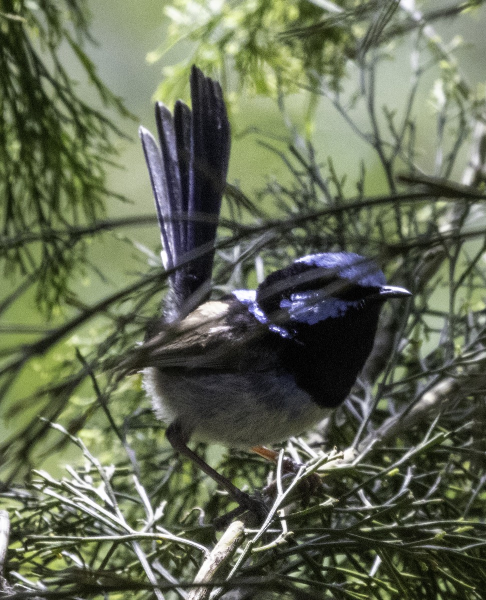 Superb Fairywren - ML627487631