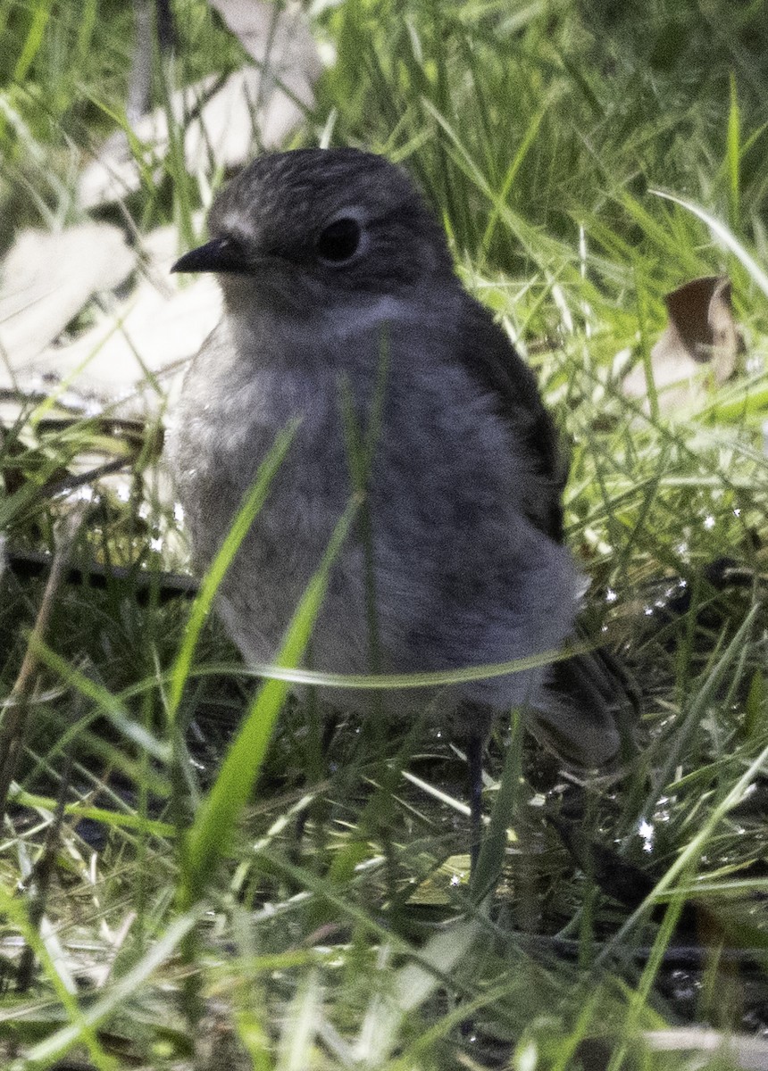 Dusky Robin - ML627487655