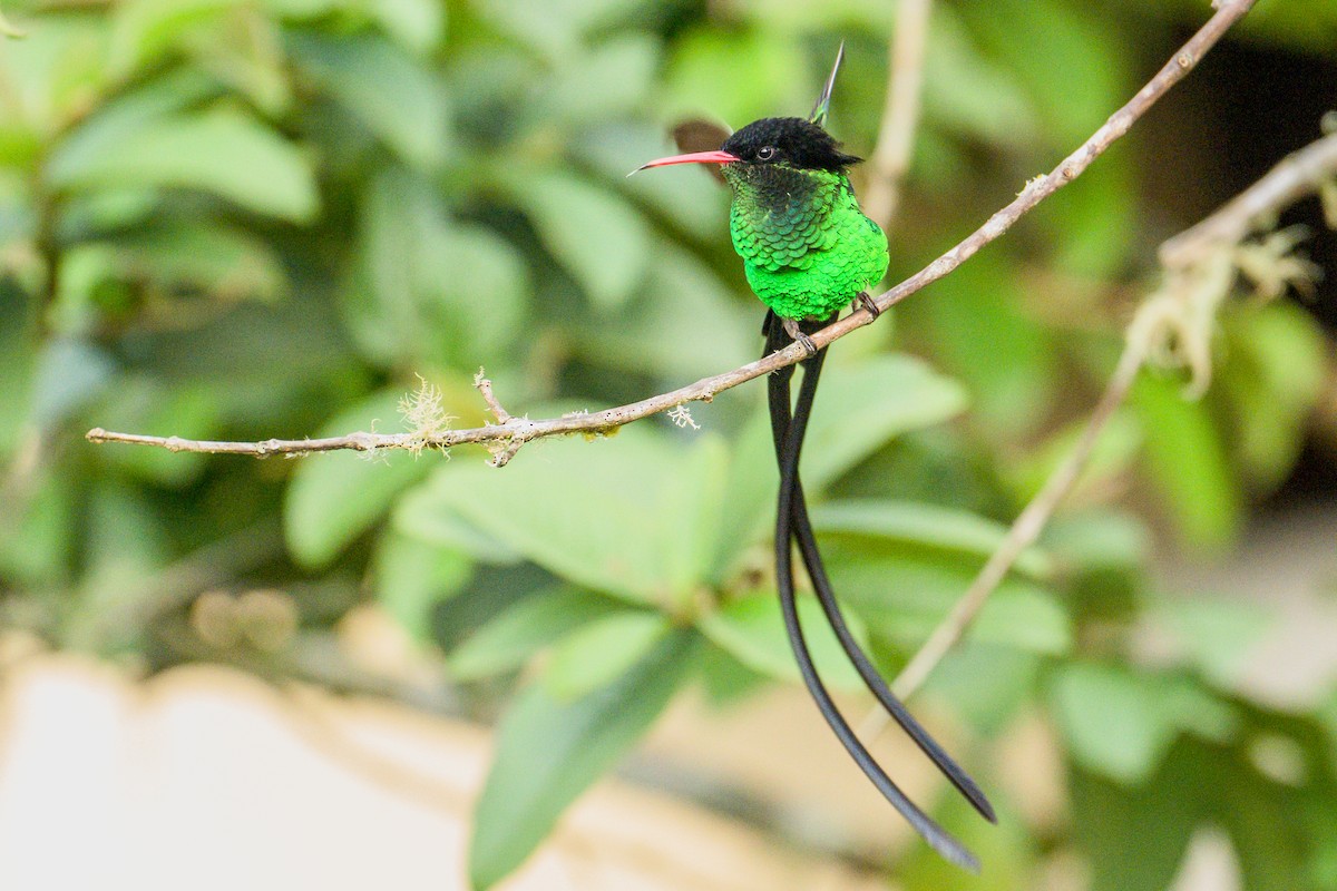 Red-billed Streamertail - ML627487671