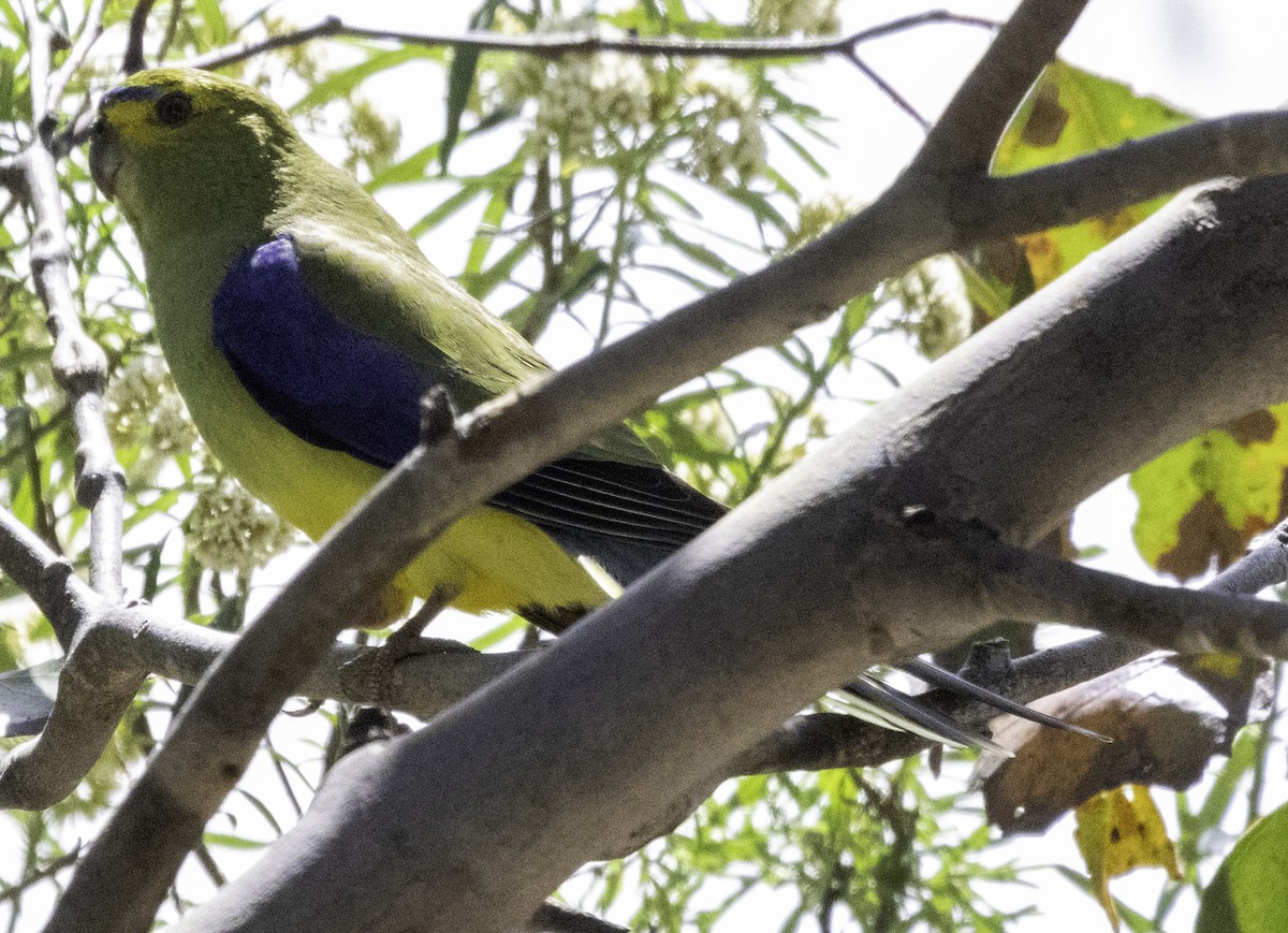 Blue-winged Parrot - ML627487683