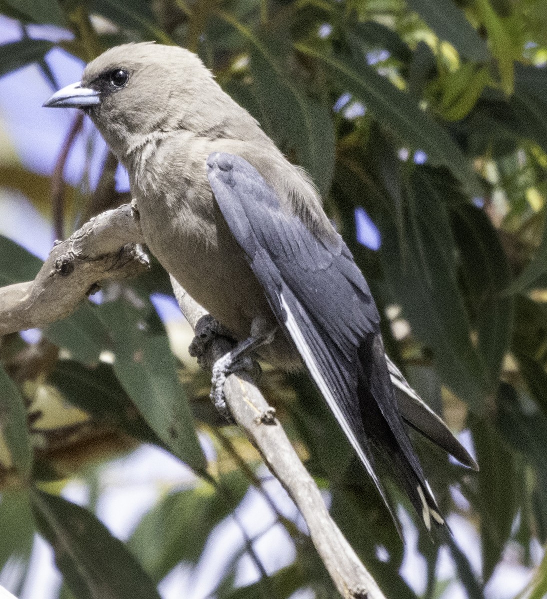 Dusky Woodswallow - ML627487690