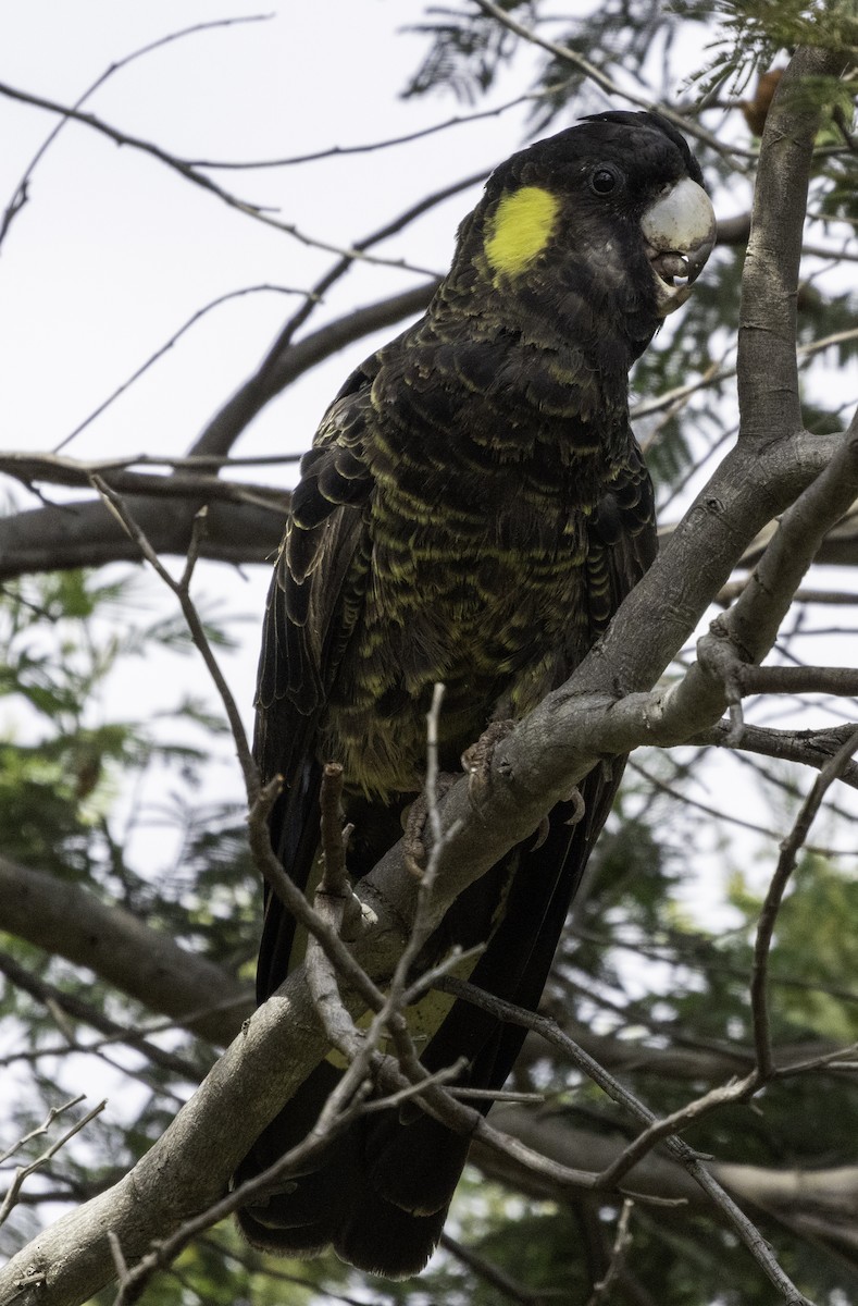 Yellow-tailed Black-Cockatoo - ML627487695