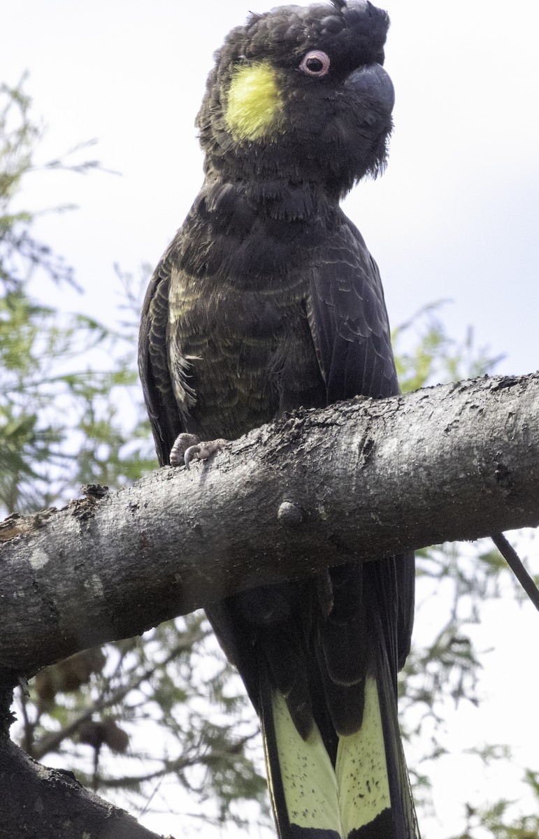 Yellow-tailed Black-Cockatoo - ML627487696