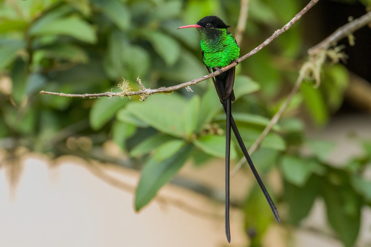 Red-billed Streamertail - ML627487720