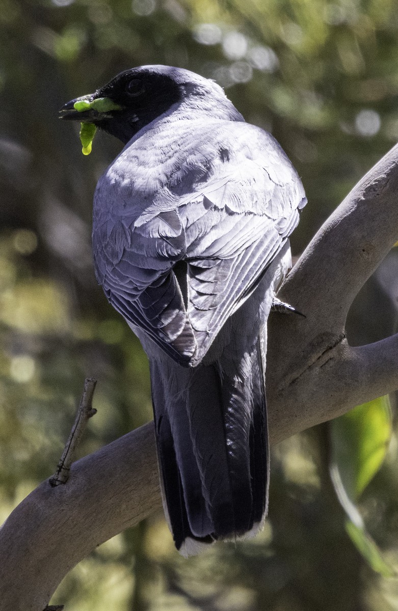 Black-faced Cuckooshrike - ML627487724