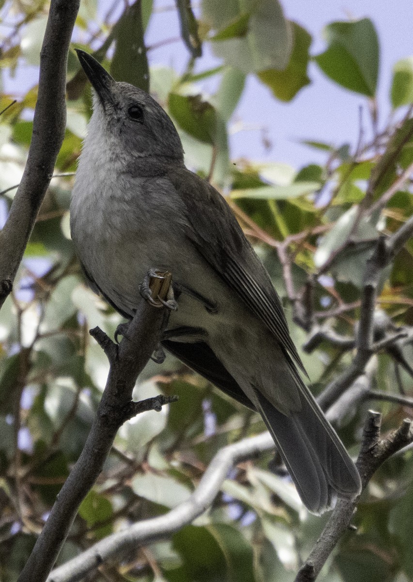 Gray Shrikethrush - ML627487745