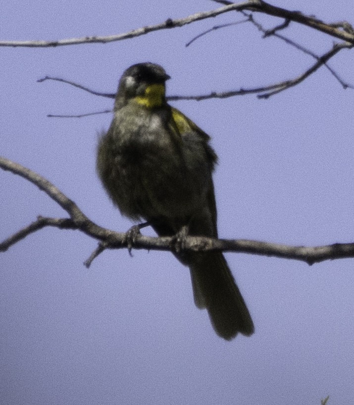 Yellow-throated Honeyeater - ML627487753