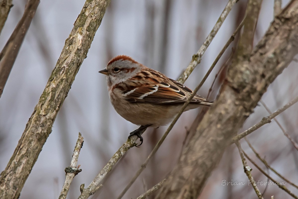 American Tree Sparrow - ML627487807