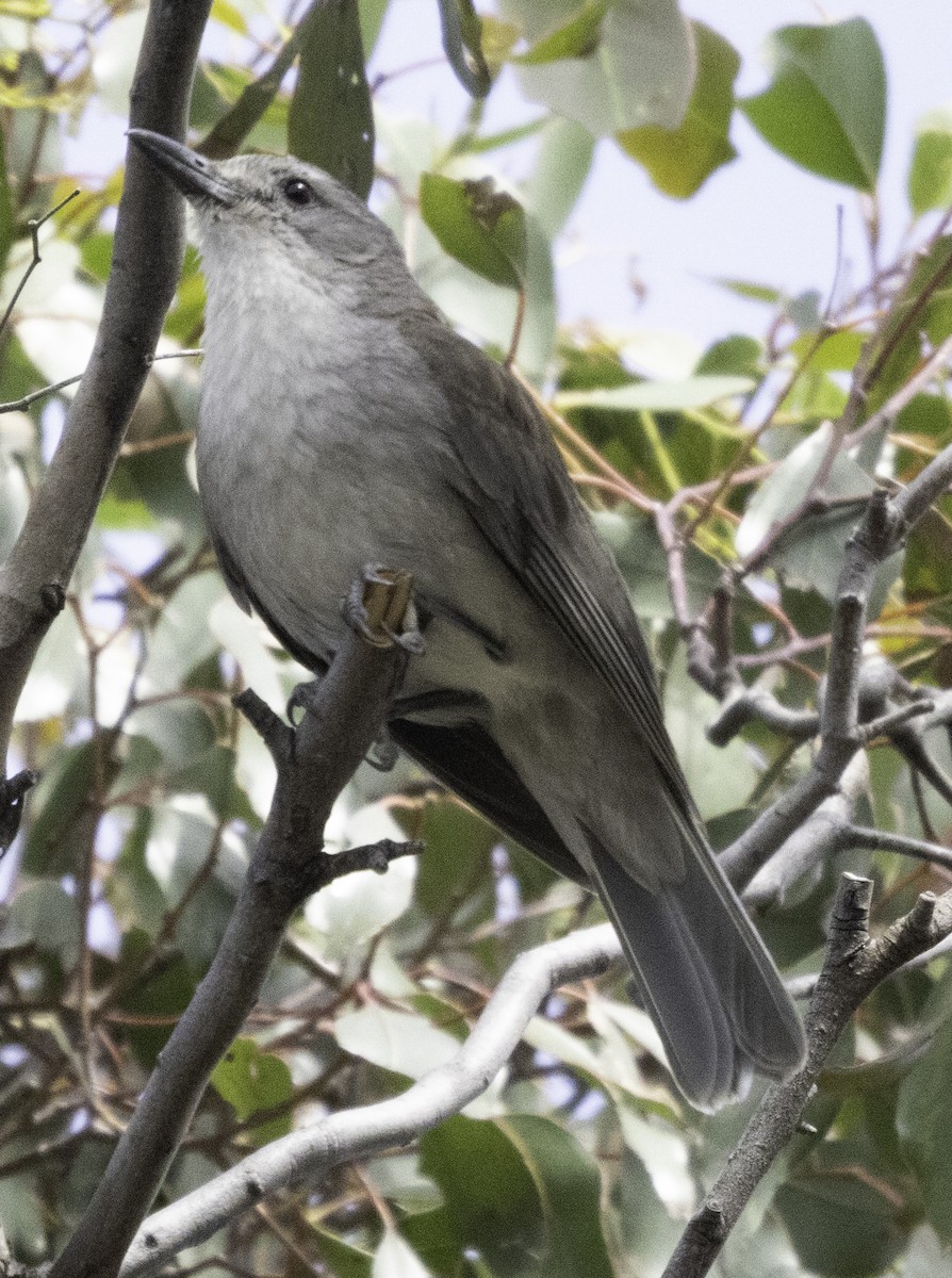 Gray Shrikethrush - ML627487912