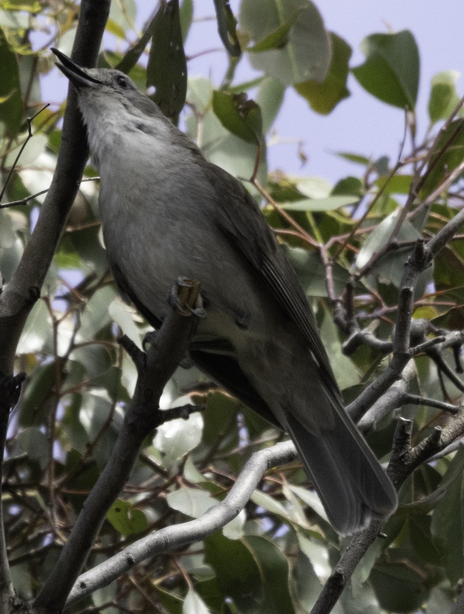 Gray Shrikethrush - ML627487913