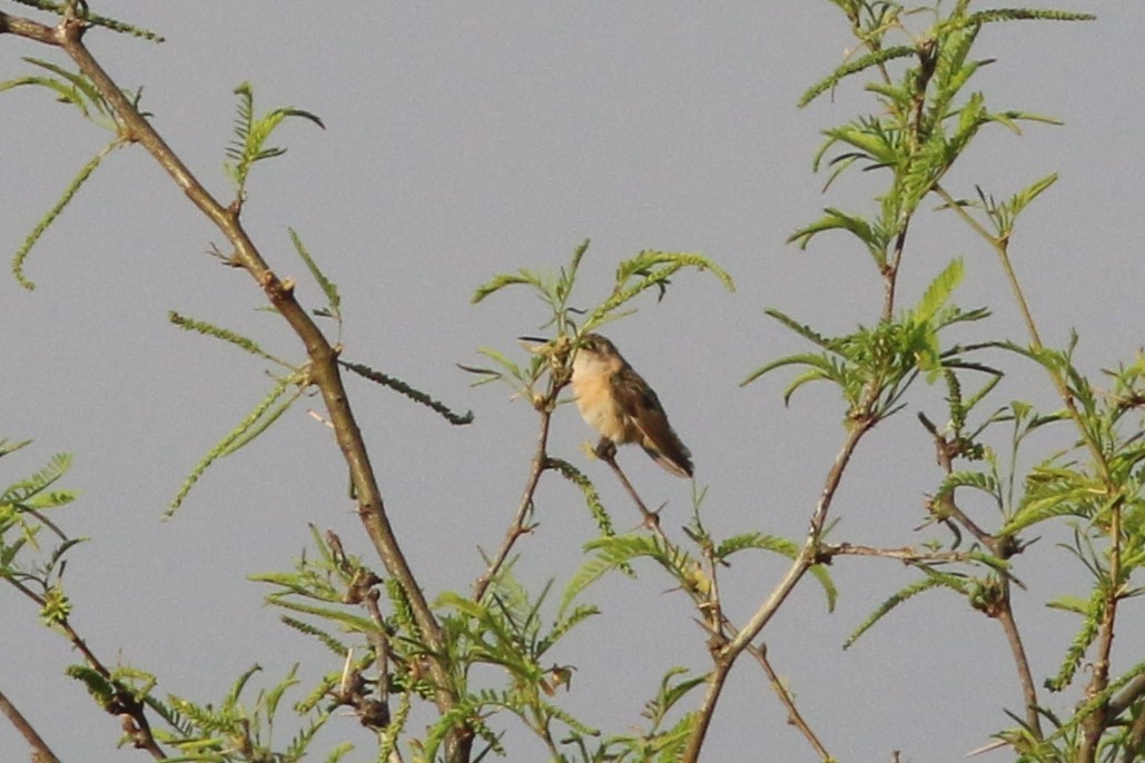 Beautiful Hummingbird - ML627487920