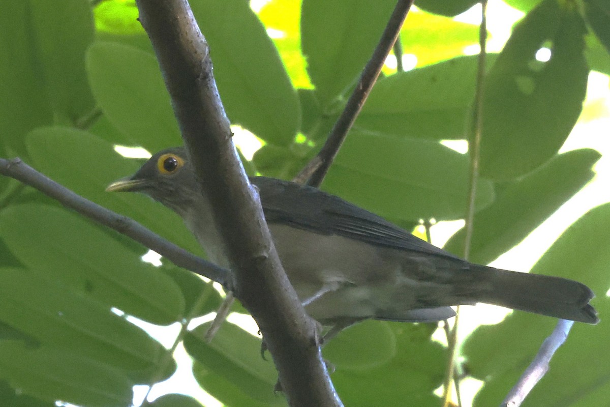 Spectacled Thrush - ML627487994