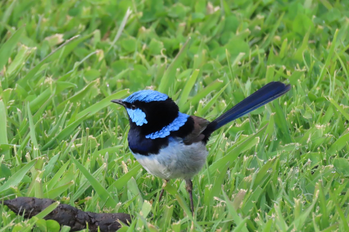 Superb Fairywren - ML627488423