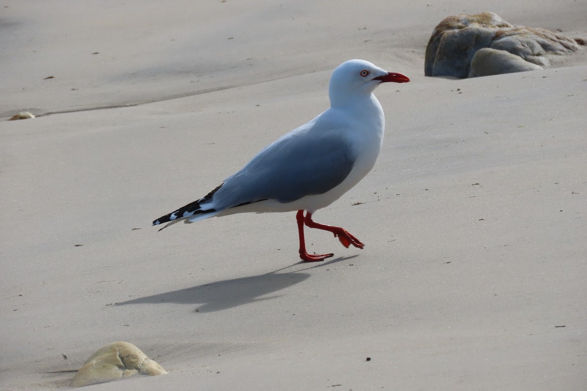 紐澳紅嘴鷗 - ML627488437