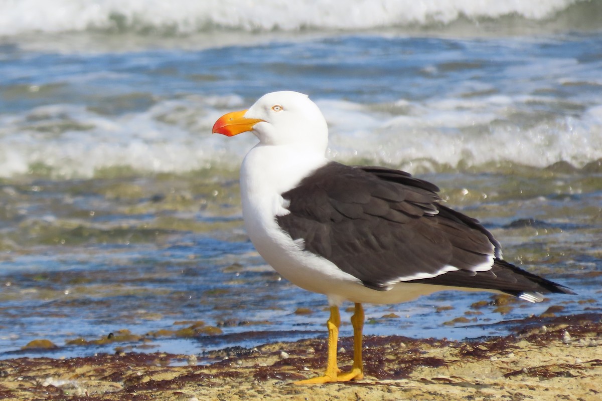 Pacific Gull - ML627488444