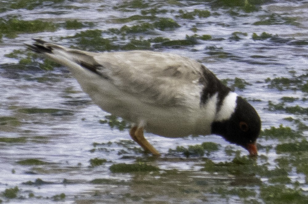Hooded Plover - ML627488552
