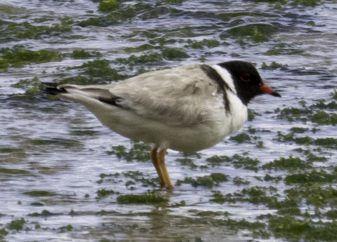 Hooded Plover - ML627488553