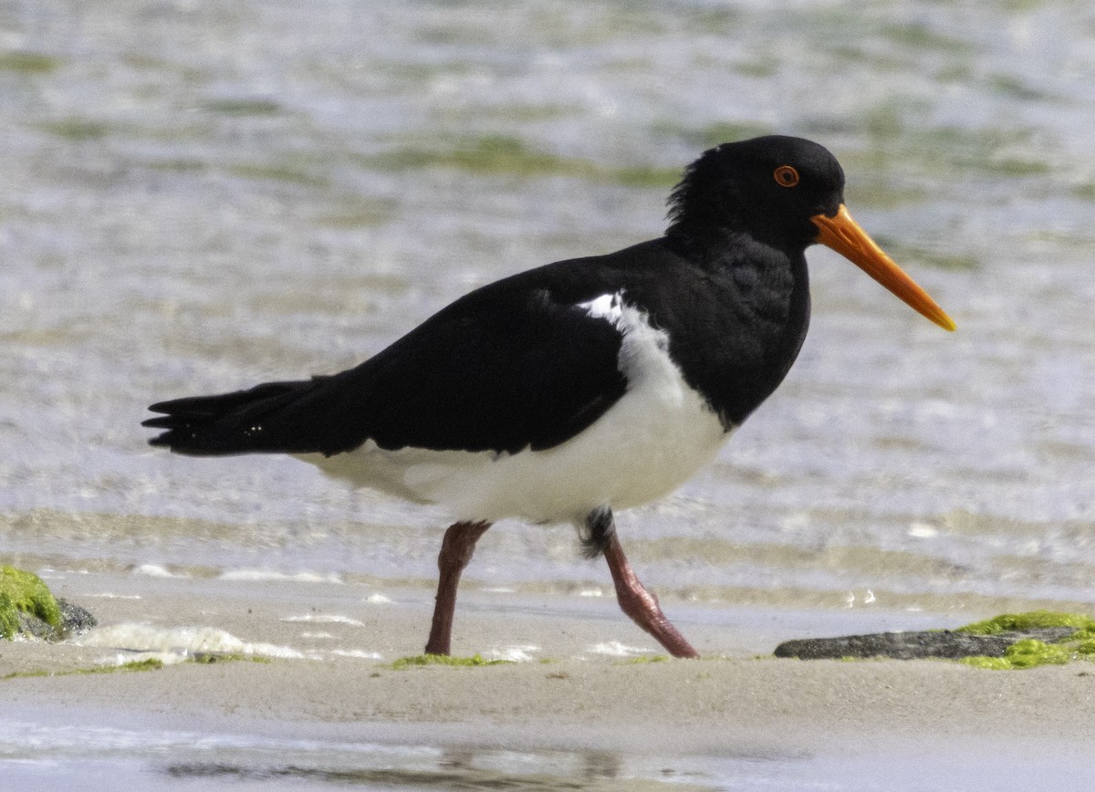 Pied Oystercatcher - ML627488558