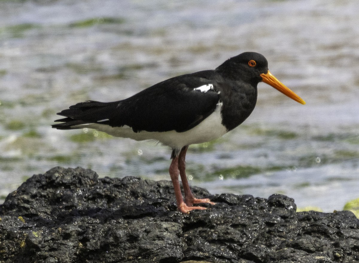 Pied Oystercatcher - ML627488559