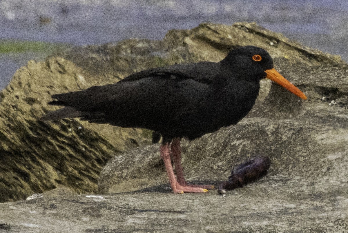 Sooty Oystercatcher - ML627488561