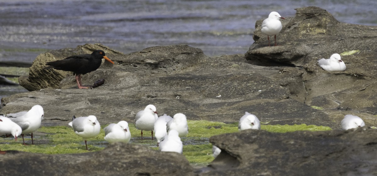 Silver Gull (Silver) - ML627488564