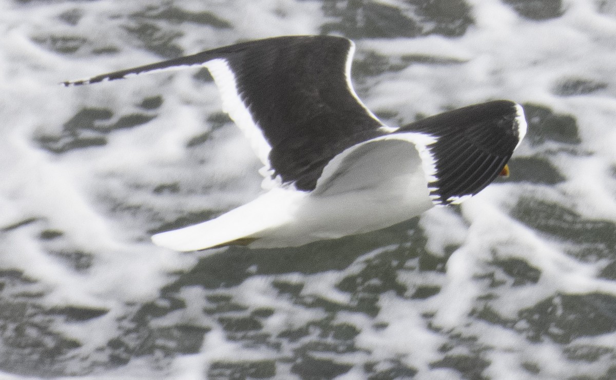 Kelp Gull - ML627488575
