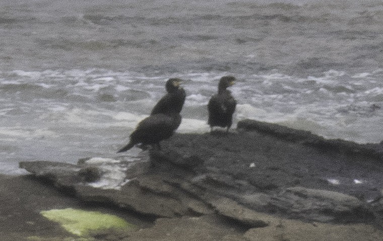 Great Cormorant - ML627488577