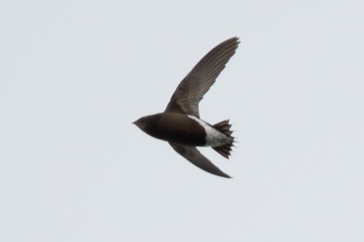 Silver-backed Needletail - ML627488586