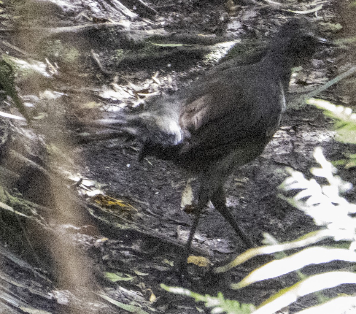 Superb Lyrebird - ML627488589