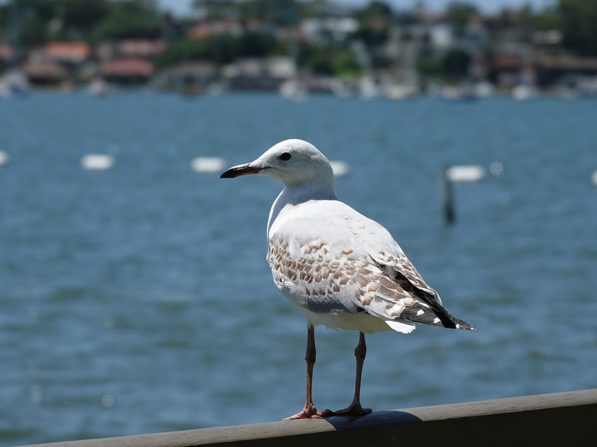 Silver Gull - ML627488608