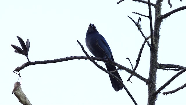 Steller's Jay - ML627488614