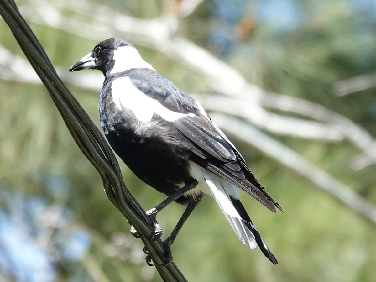 Australian Magpie (Black-backed) - ML627488706
