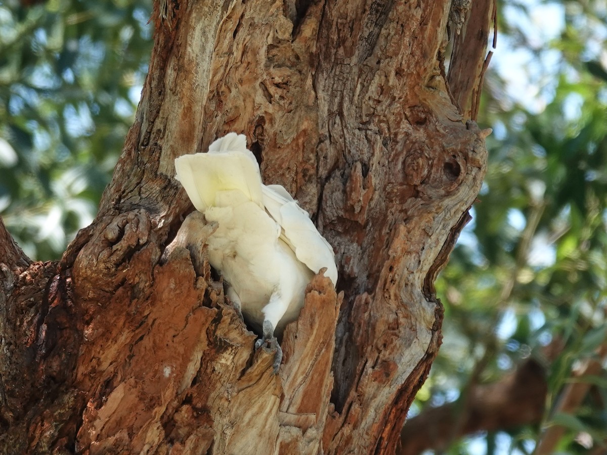 Sulphur-crested Cockatoo - ML627488749