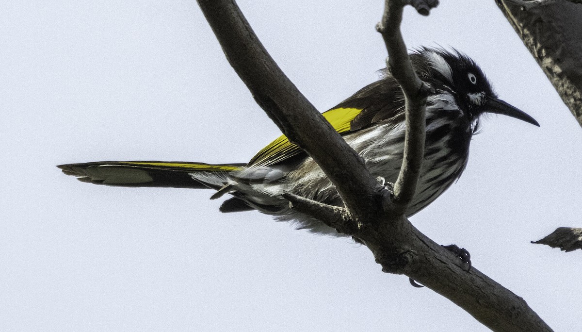 New Holland Honeyeater - ML627488781