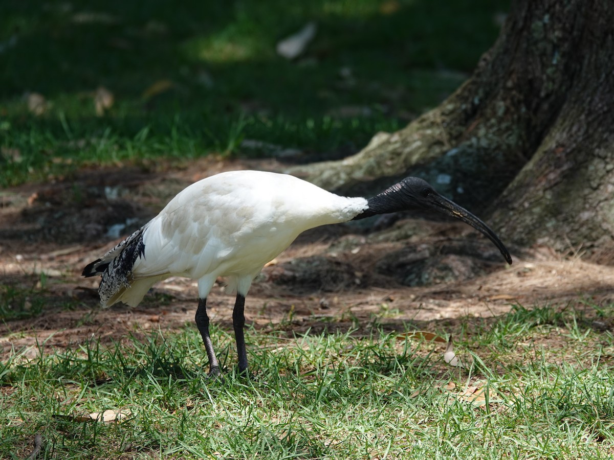 Australian Ibis - ML627488788